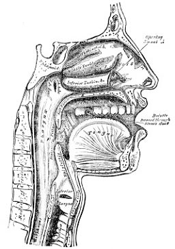 Mouth-ENT-Doctor_LA