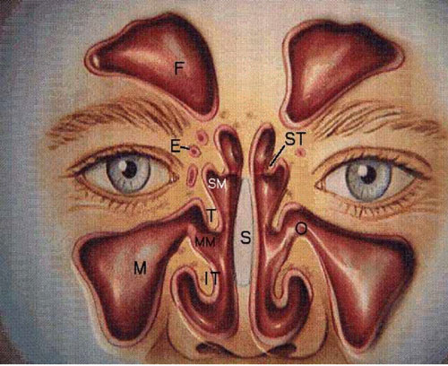 Nose-and-Sinus-Surgery-ENT-Doctor-LA