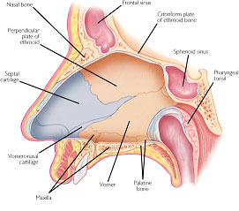 Septoplasty-at-ENT-Doctor-LA