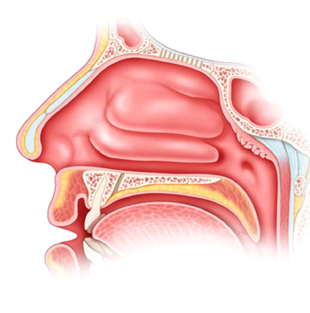 Turbinoplasty_ent_doctor_la